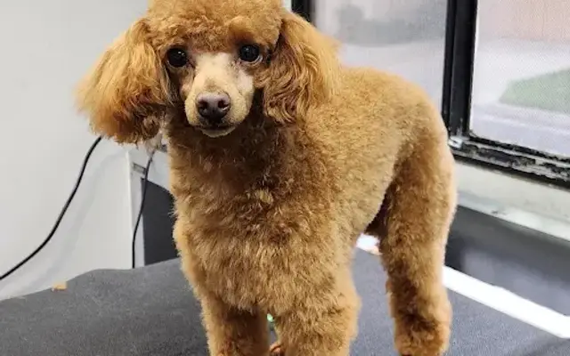 Kare Bear Mobile Pet Salon in Banning, CA