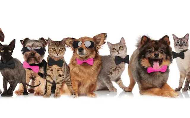 Barkers and Bows Mobile Pet Grooming in Palmetto Bay, FL