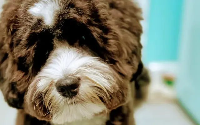 Adorable Pet Grooming in San Juan Capistrano, CA