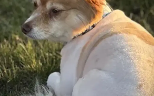 J and S Pet Boarding and Spa in Fyffe, AL