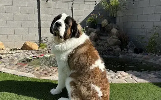 Kiss My Mutt in Fountain Hills, AZ