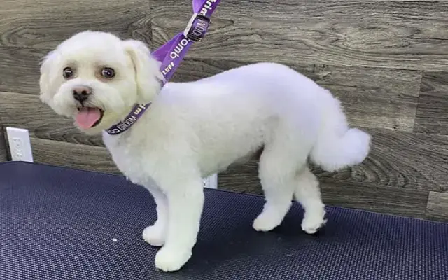 Good Dog Mobile Spa in Tarzana, CA