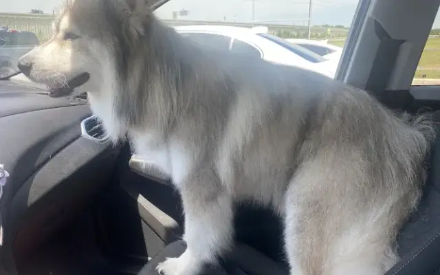 Paw Pet Services in Houston, TX
