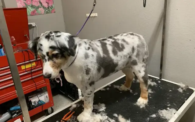Puppy Love Grooming in Redding, CA