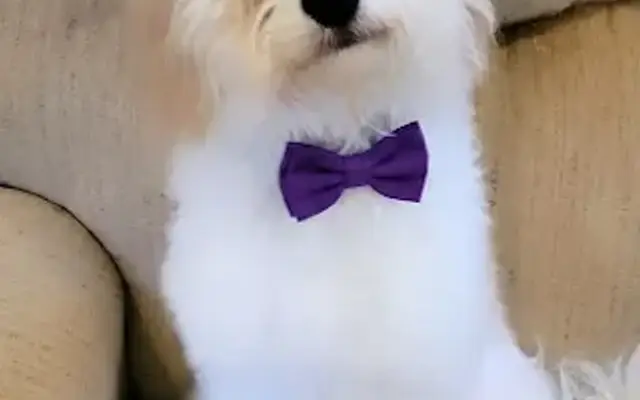 PetSmart Grooming in Millsboro, DE