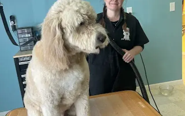 Grooming by Design in Adrian, MI