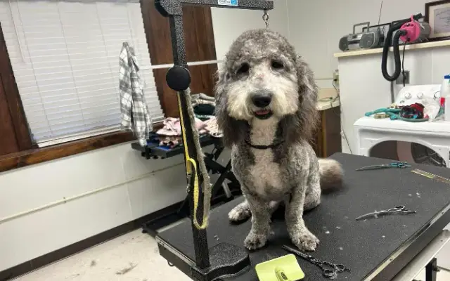 K9 Glitz and Glam Grooming in Jacksonville, IL