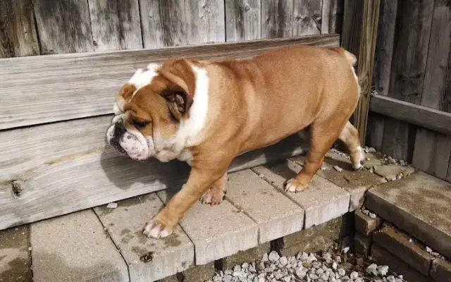 Tanglewood Kennels LLC in St. Charles, IL