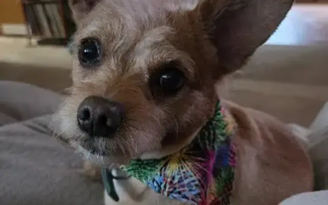 Sham-Pooch Pro Pet Groom in Hermitage, PA