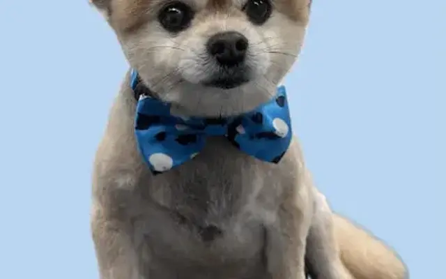 MAR-VELOUS GROOMING in Cedar Park, TX