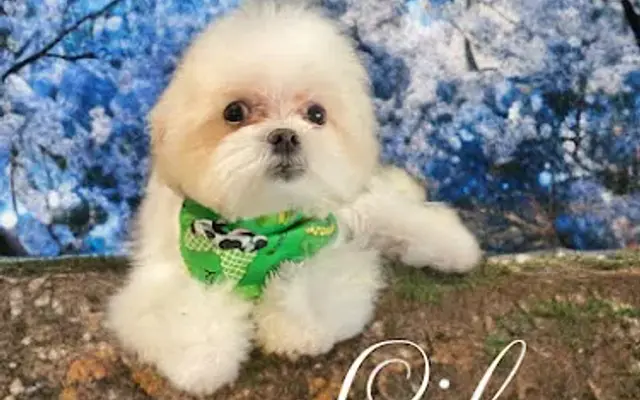 Happy Dog at Home Grooming LLC in West Springfield, MA