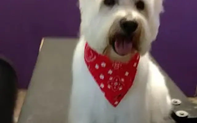 Awesome Pawz Inc in Hazle Township, PA
