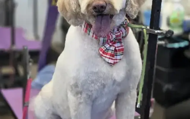 Shear Purfect Grooming in Peosta, IA