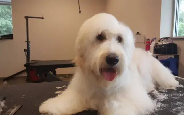 The Bearded Groomer in Zionsville, IN