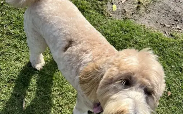 Ak-Sar-Ben Grooming Salon in Cypress, CA
