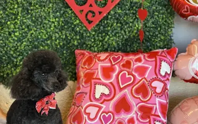 I Love My Pet Grooming in Miami, FL