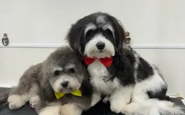 Mobile Dog Grooming Hialeah in Miami Springs, FL