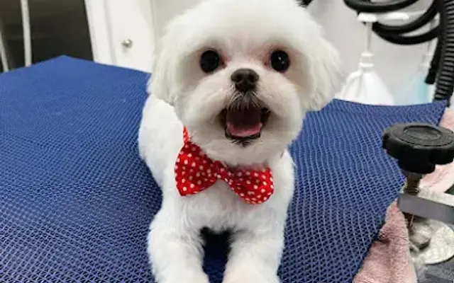 The Wizard of Pawz in Park Ridge, IL