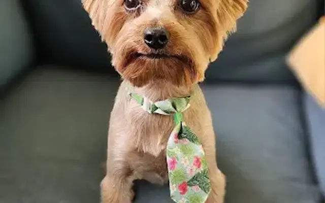 For Pet's Sake Grooming in Castlewood, VA