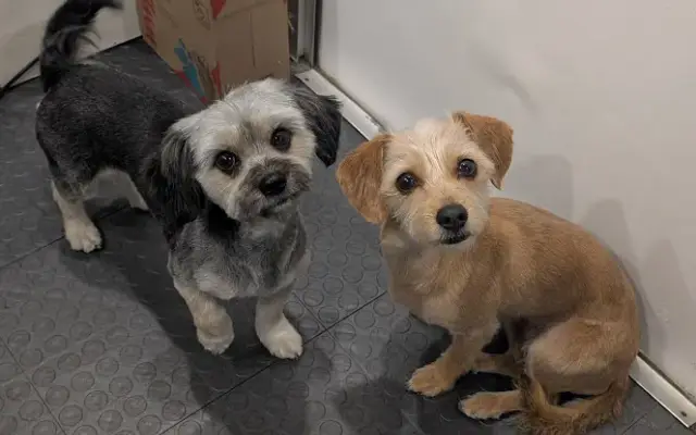 Fluffy Mutt mobile grooming in Elk Grove, CA