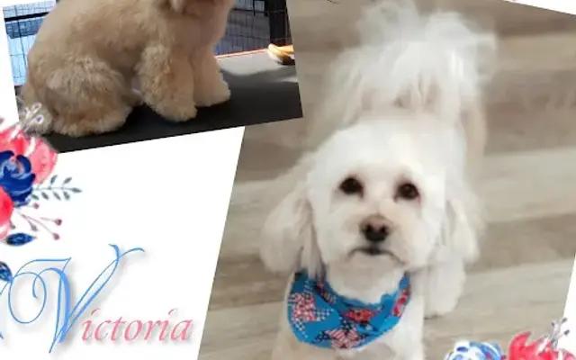 Grooming by Lisa in Richland, WA