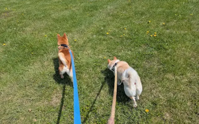 The Salty Shiba in Crestwood, KY