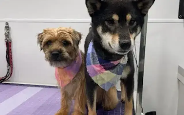 ML Pet Grooming Services in Port St. Lucie, FL