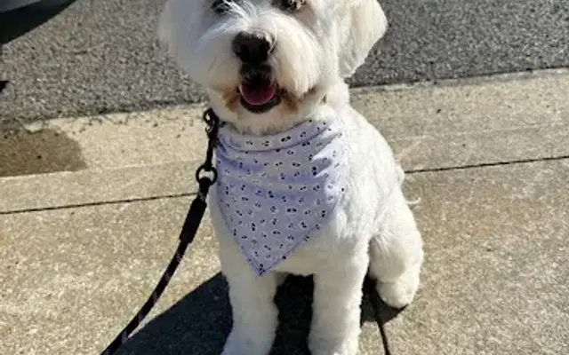 Principled Pooch in Fairfield, CA