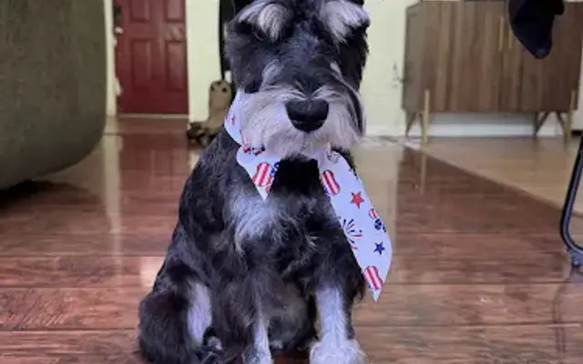 Urban Barkhaus Dog Grooming in San Antonio, TX