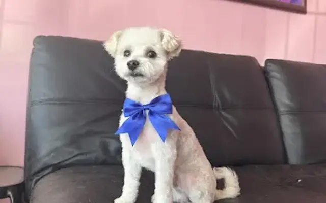 Pretty Paws Grooming LLC in Reno, NV