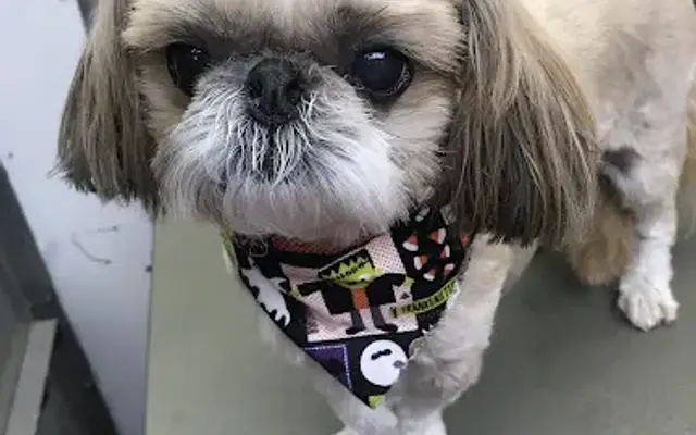 Wags and Whiskers Mobile Dog Grooming in Aurora, CO