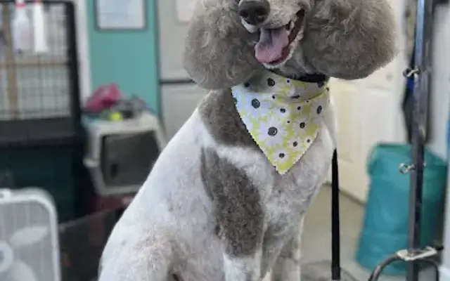 Southern Cuts Grooming LLC in Brooklet, GA