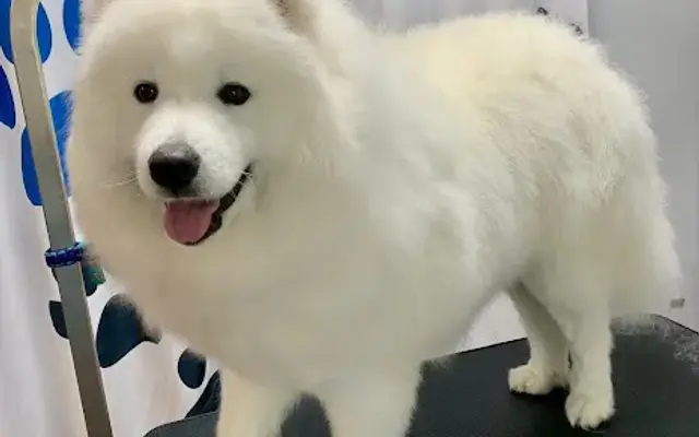 Dog River Grooming in Hood River, OR