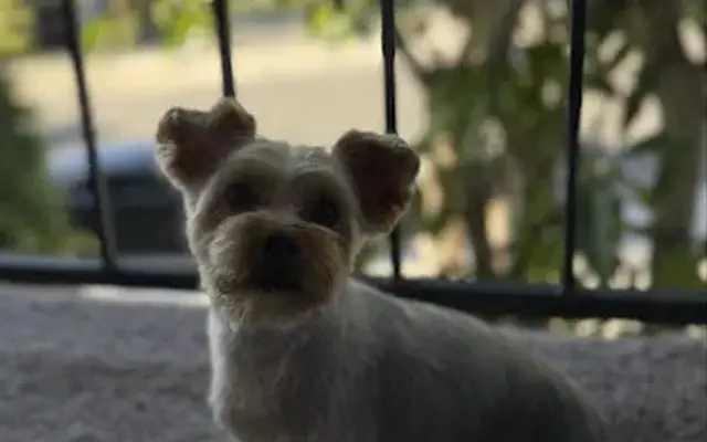 Salty Dogs Pet Styling in San Clemente, CA