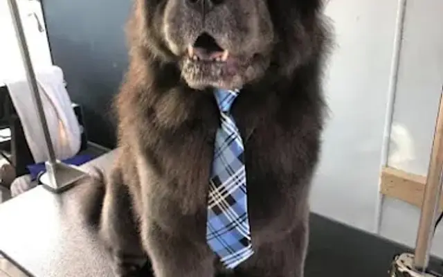 Just Pawfect by Jenee, LLC in Fort Wayne, IN