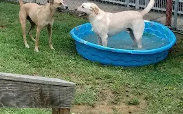 Lucky Stars Country Kennels in Hampstead, MD