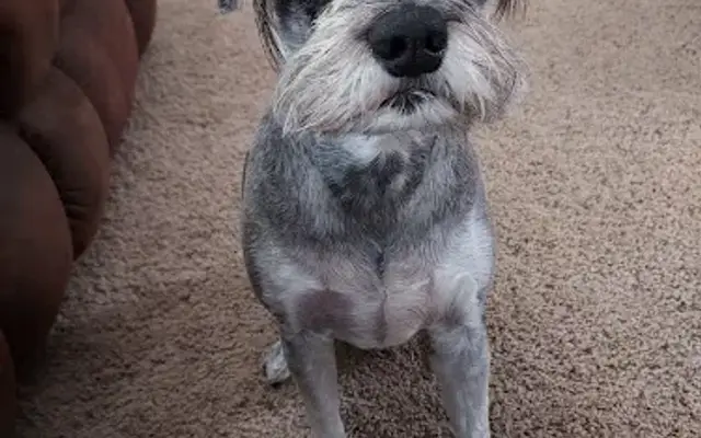 GroomStation Dog Grooming Station in Sherrill, NY