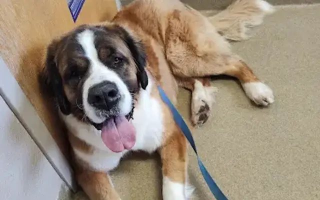 Clyde's Animal Clinic in Mattoon, IL