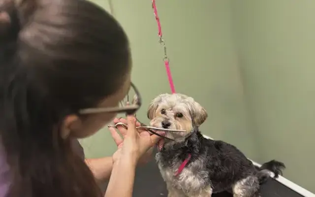 Underdog Pet Styling in Petersburg, VA