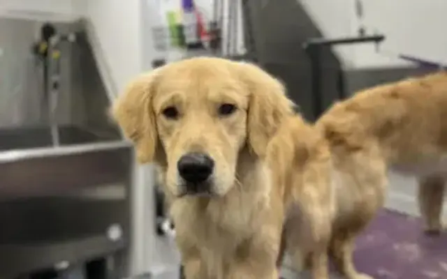 Paws Mobile Salon in Lake Orion, MI