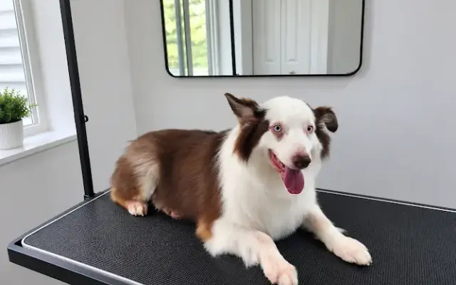 Hennig Pet Grooming in Marengo, IL