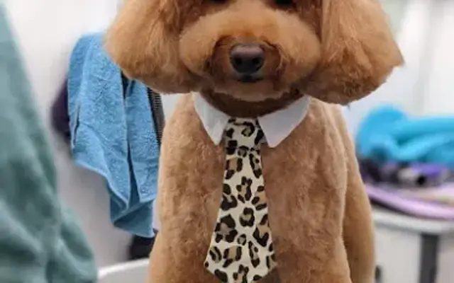 Pawsitive Pet Stylist in Augusta, GA