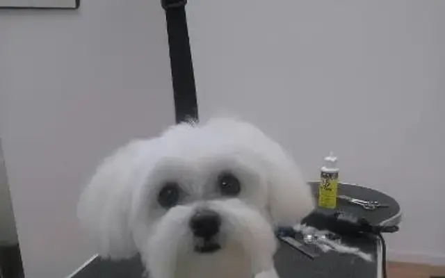 The Dog Spa All Breed Dog Grooming in Washington, MI