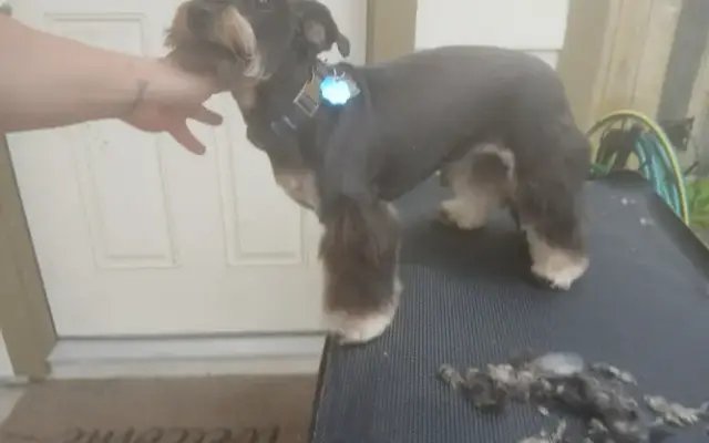 Marie's Grooming in Houston, TX