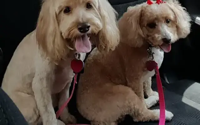 Pretty Pooch Salon in Versailles, MO