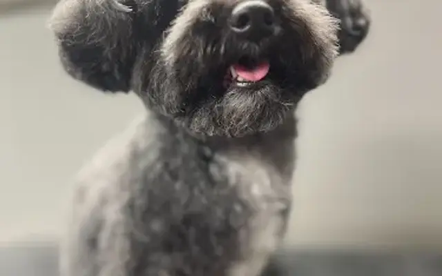 Grooms By Frenchie LLC in Katy, TX