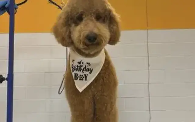 Andy's Pet Grooming in North Hollywood, CA