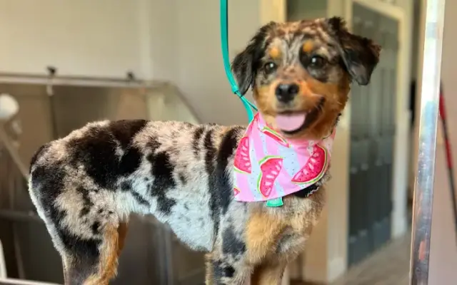 Des's Paw Spa LLC in Sioux Center, IA