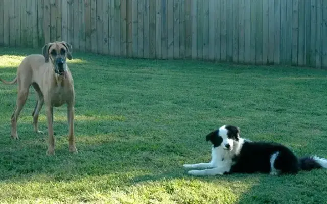 A Stay in the Country Pet Lodge and Training Center in Charles City, VA