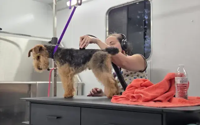 Mudpuppies Dog Grooming in Phillipsburg, NJ